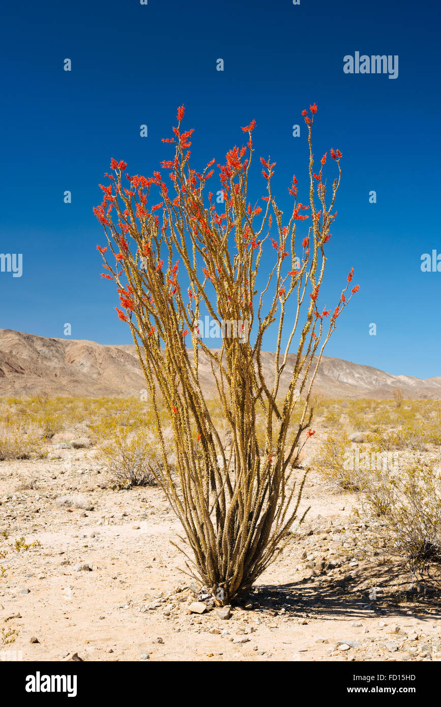 La société (fouquieria splendens) dans la région de Joshua Tree National Park, Californie Banque D'Images