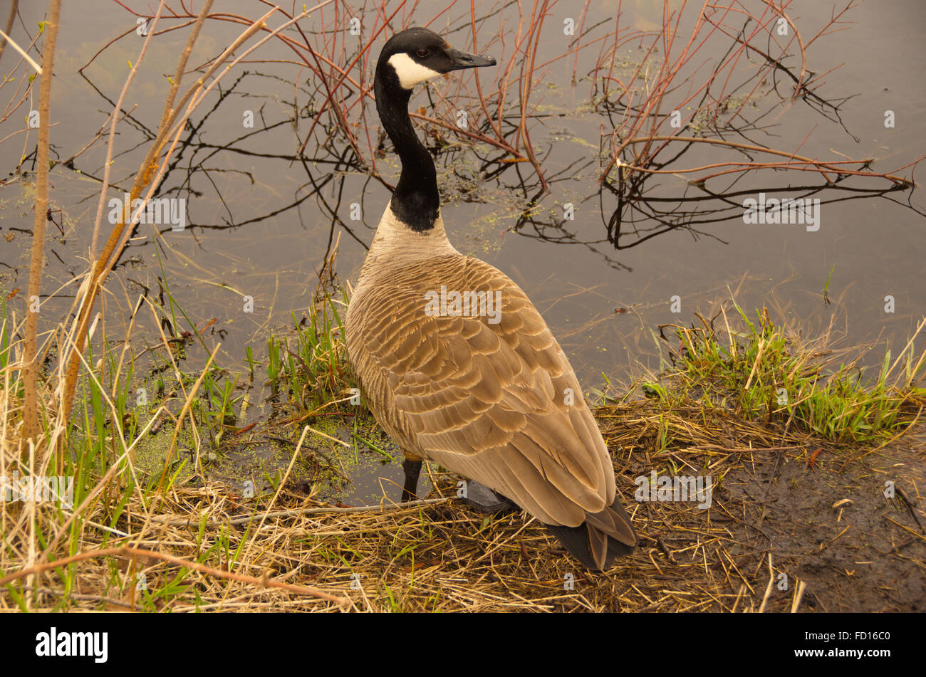 Bernache du Canada Branta canadensis debout à bord de l'eau avec plus de l'épaule. Regal l'apparence. Banque D'Images