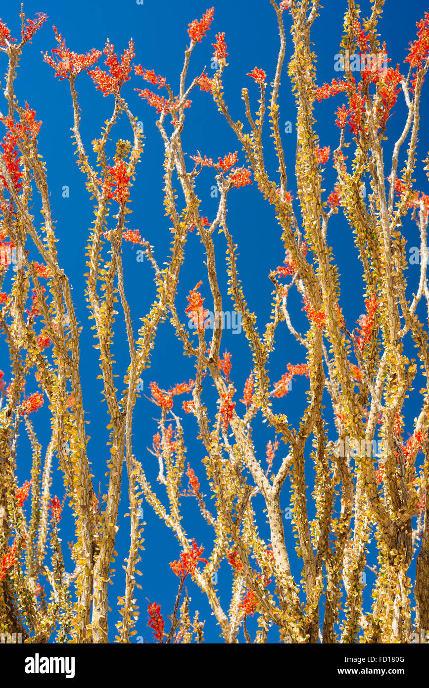 La société (fouquieria splendens) dans la région de Joshua Tree National Park, Californie Banque D'Images