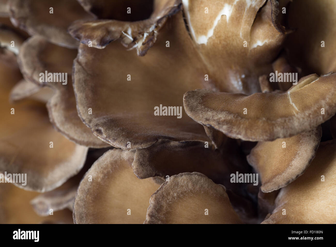 Close up de la texture d'une matière première erreur brown mushroom Banque D'Images