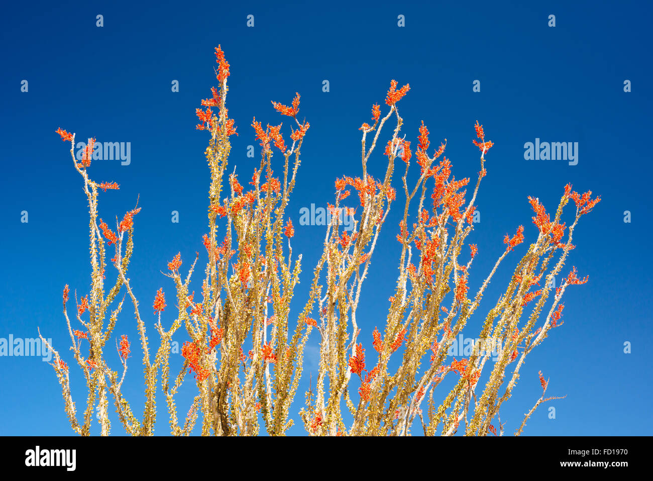 La société (fouquieria splendens) dans la région de Joshua Tree National Park, Californie Banque D'Images