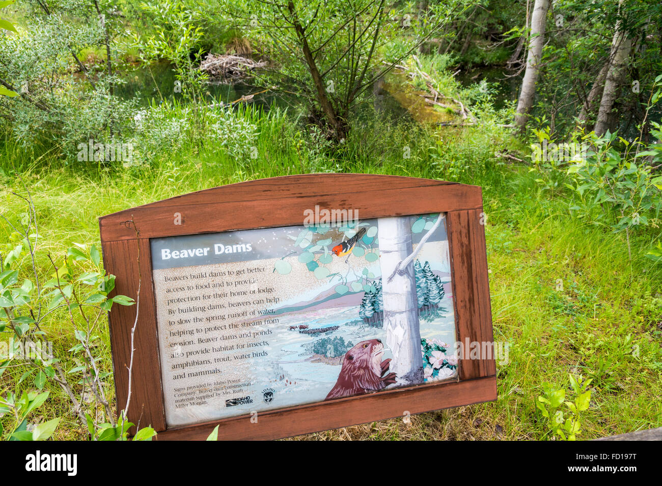 New York, Boise, Morrison Knudsen Nature Centre, signe de l'information d'une digue de castor Banque D'Images