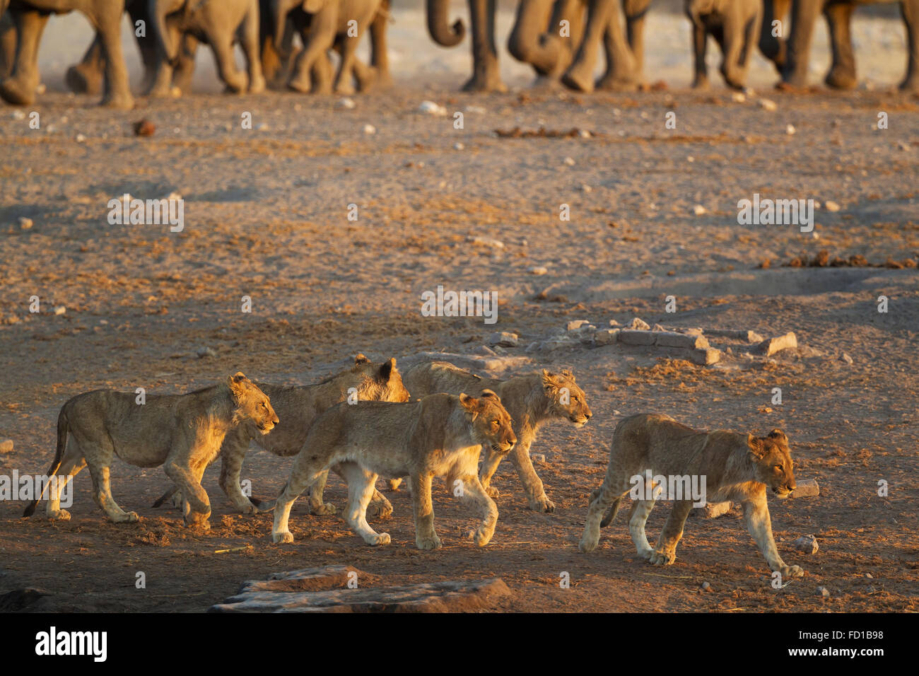 Les lions (Panthera leo), cinq jeunes oursons déménagement loin de points d'eau en raison de l'approche du troupeau d'éléphants, lumière du soir Banque D'Images