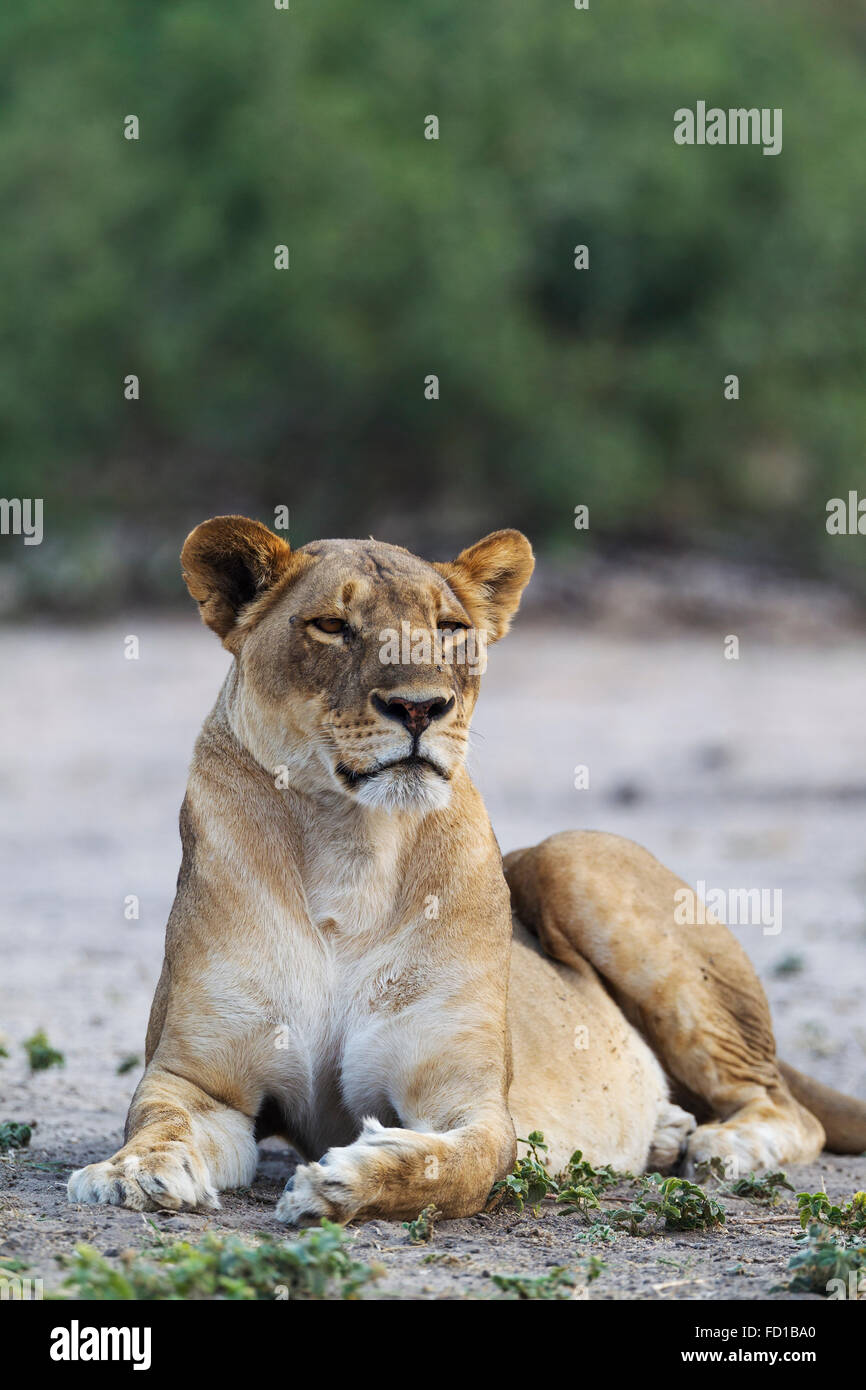 Lion (Panthera leo), femelle au repos, Chobe National Park, Botswana Banque D'Images