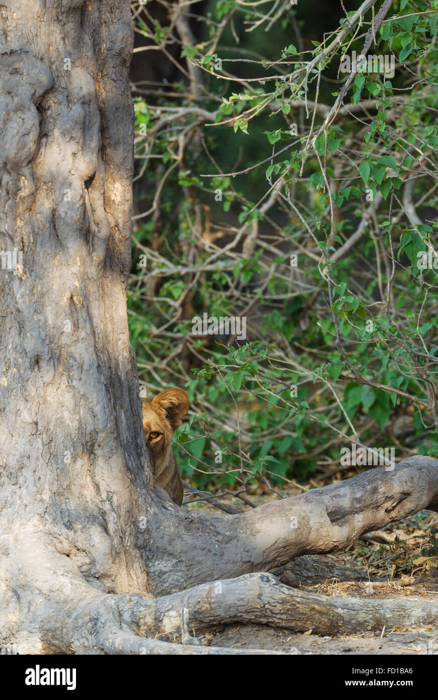 Lion Panthera Leo Femme A L Ombre De L Arbre L Observation D Environnement Le Parc National De Chobe Au Botswana Photo Stock Alamy