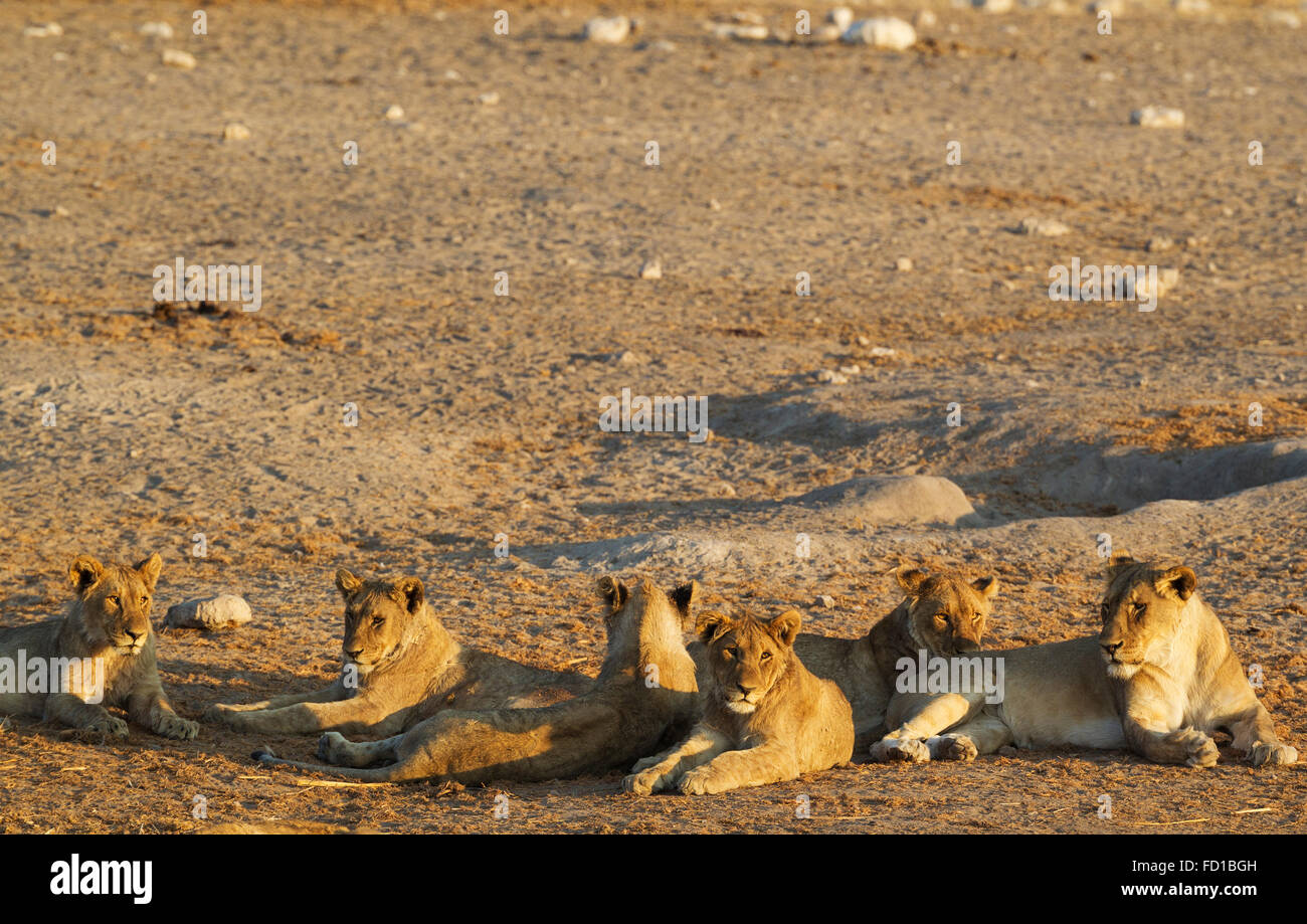 Lion (Panthera leo), deux femelles de la droite et du centre et quatre petits mâles subadultes se reposant dans la soirée Banque D'Images