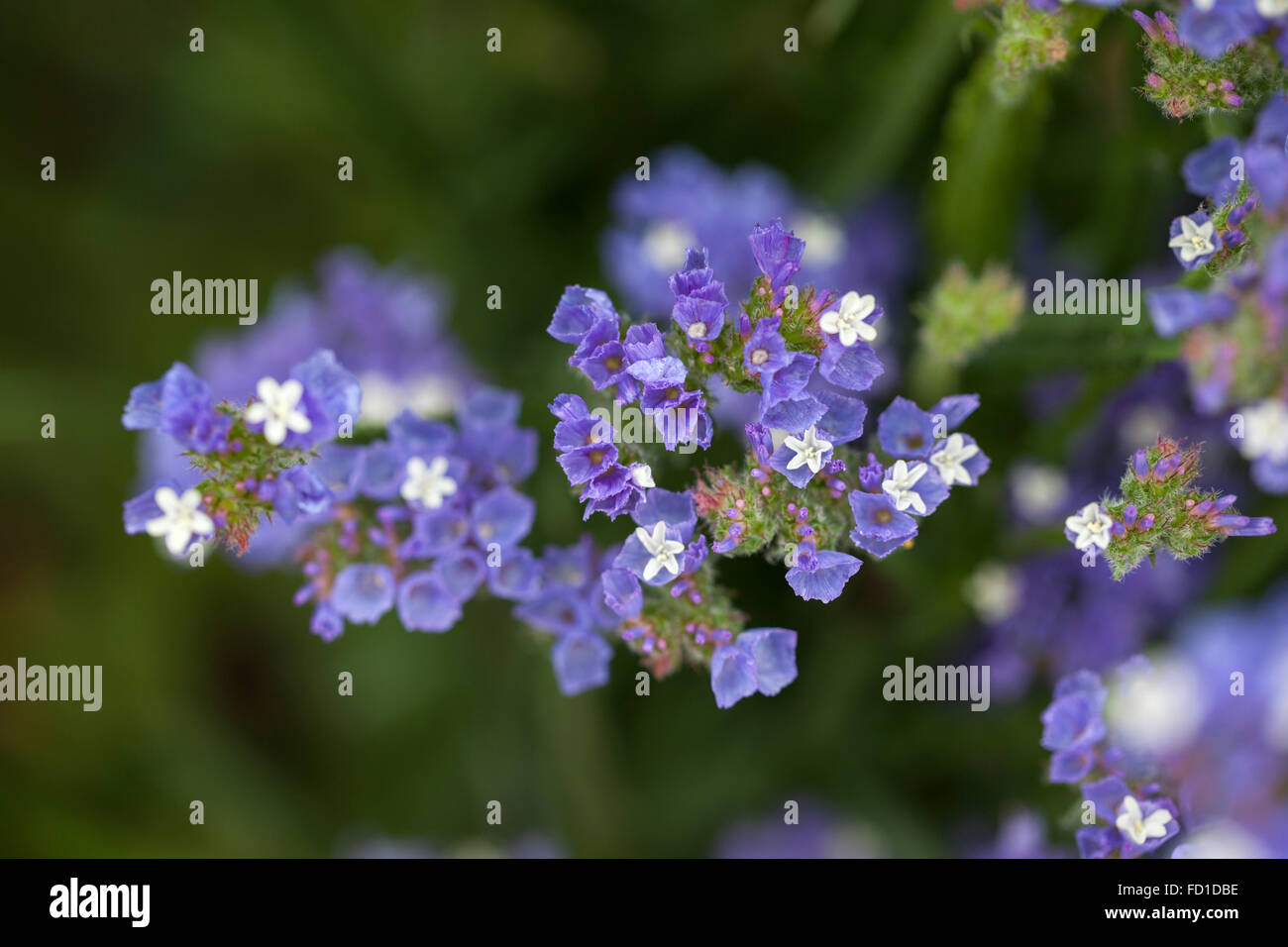 Gros plan de la Statice de Limonium sinuatum 'Pale Blue', Angleterre, Royaume-Uni Banque D'Images