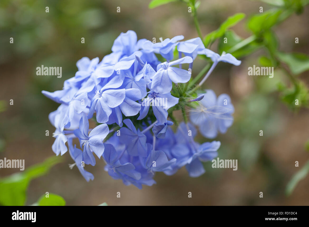 Gros plan de Plumbago Auriculata (Cape Leadwort), floraison en été au Royaume-Uni Banque D'Images