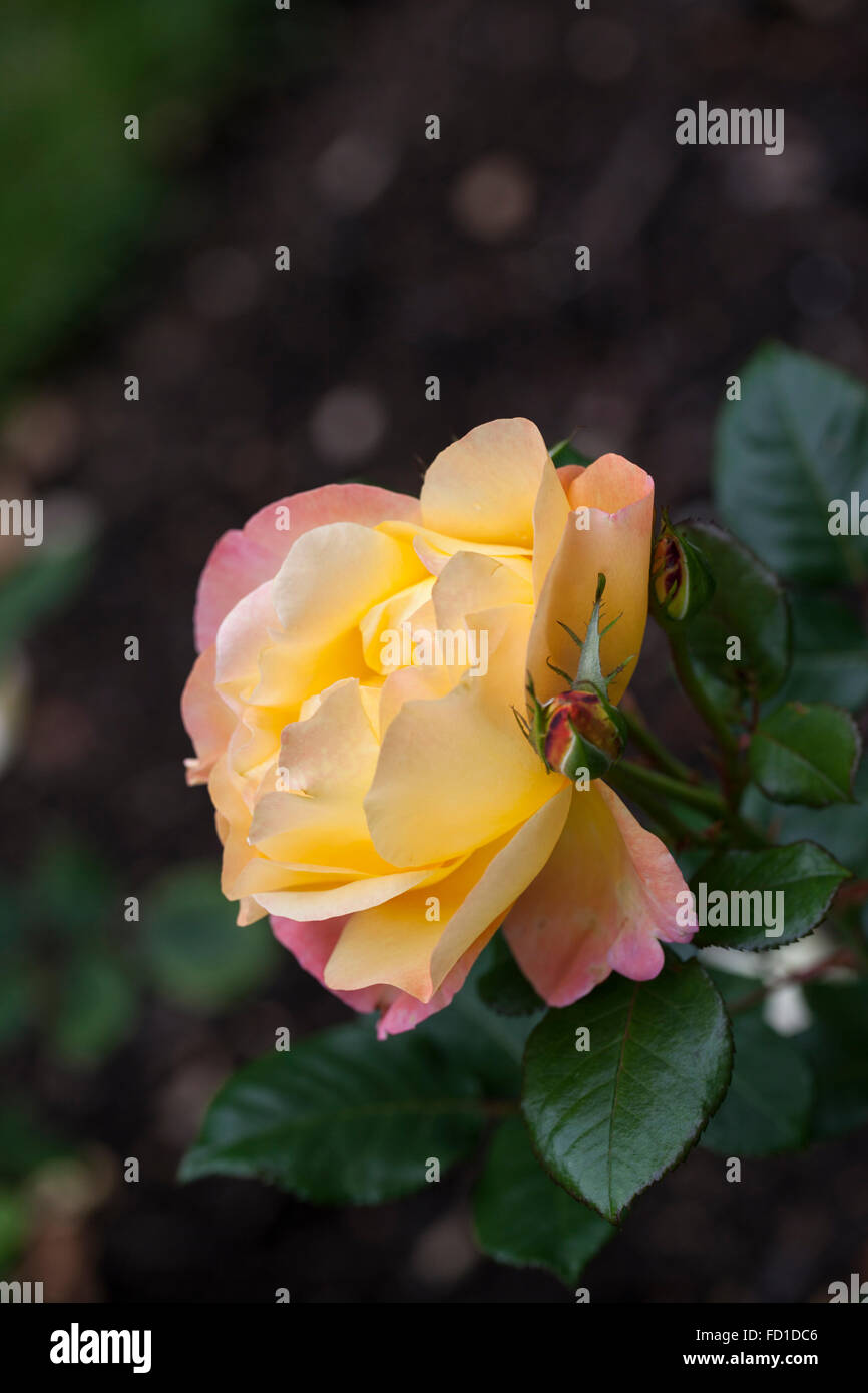 Près de Rosa Southampton, belle rose florale jaune florale florale, Royaume-Uni Banque D'Images