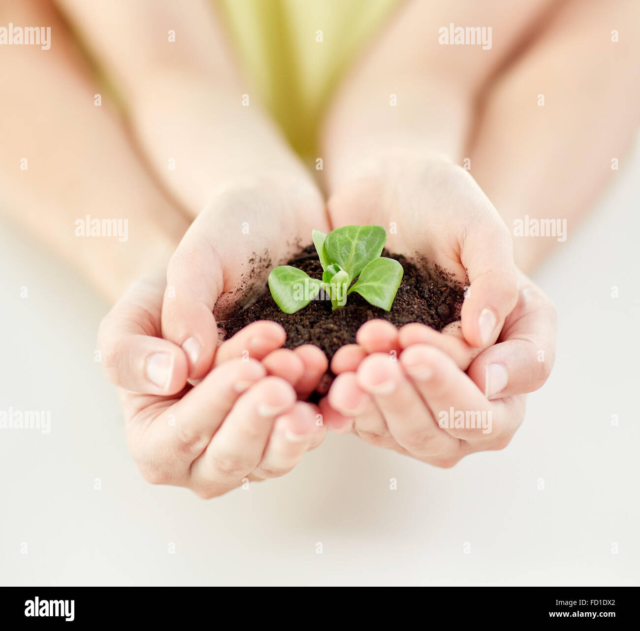 Close up of child and parent hands holding sprout Banque D'Images