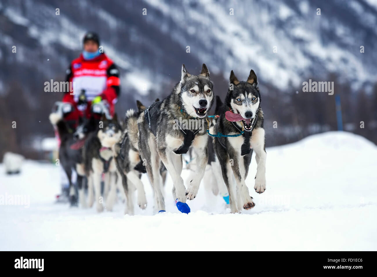 Course de chiens de traîneaux sur la neige en France, en Europe. Banque D'Images