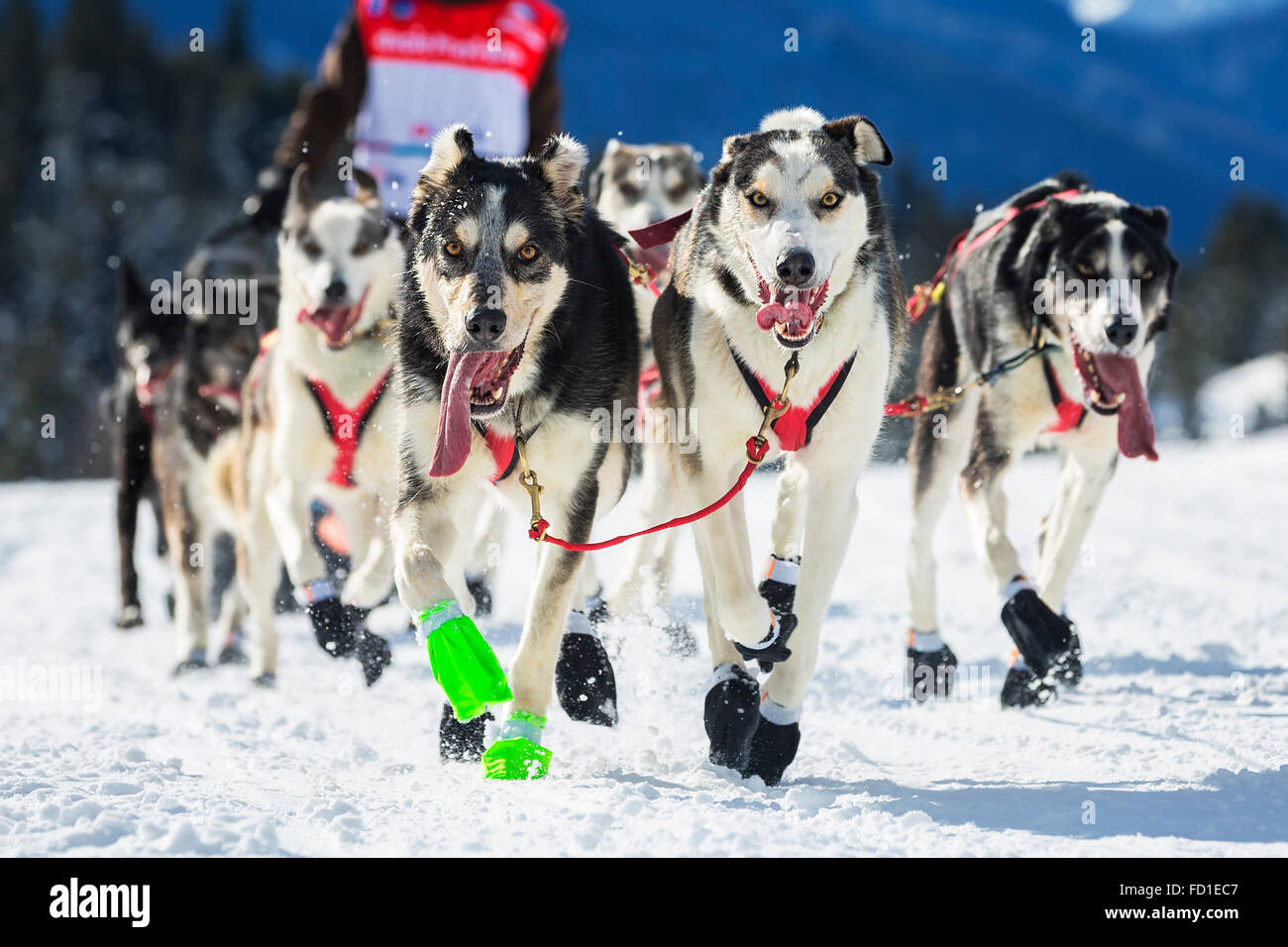 Avis de course de chiens de traîneau sur neige en France Banque D'Images