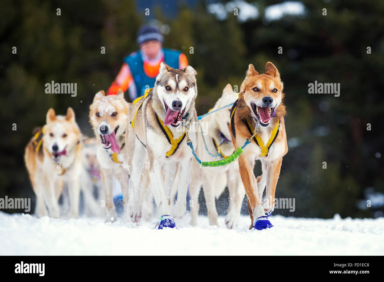 Course de chiens de traîneau sur neige en France Banque D'Images