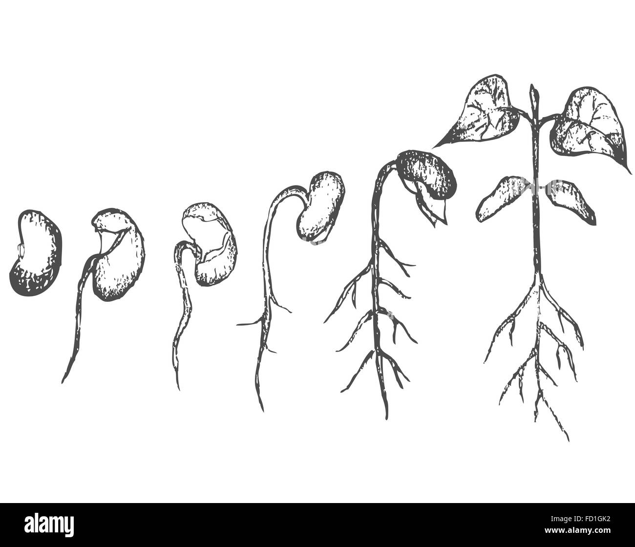 La germination des semences isolated on white Illustration de Vecteur