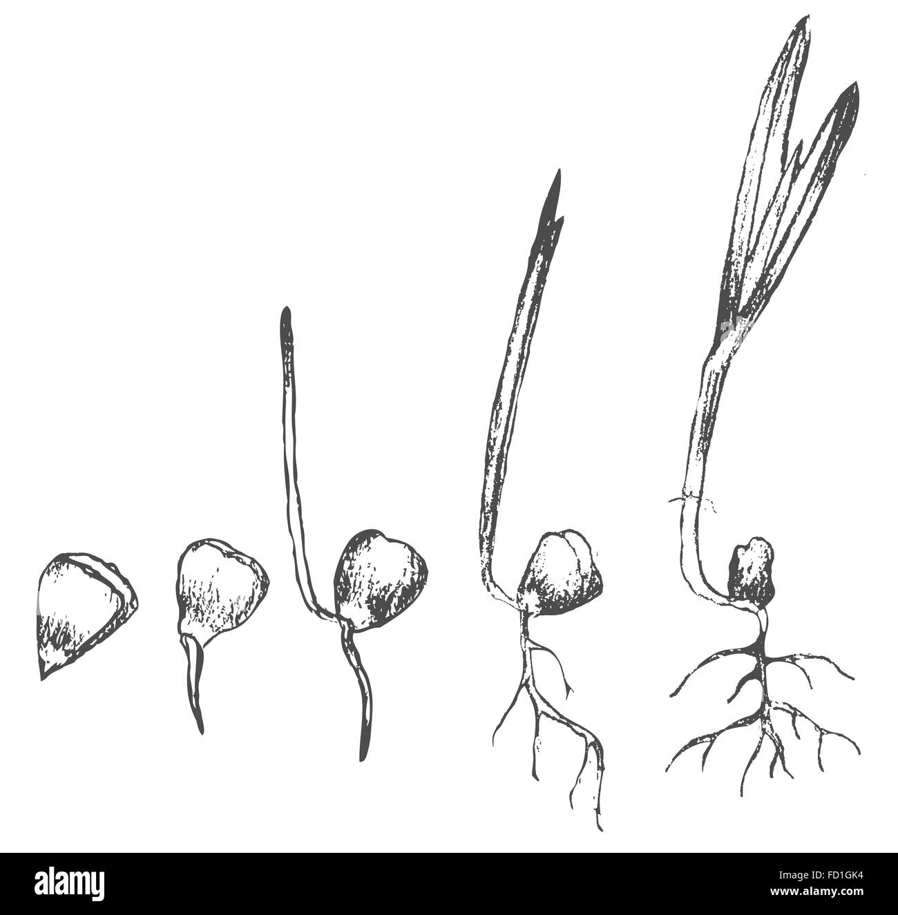 La germination des semences isolated on white Illustration de Vecteur