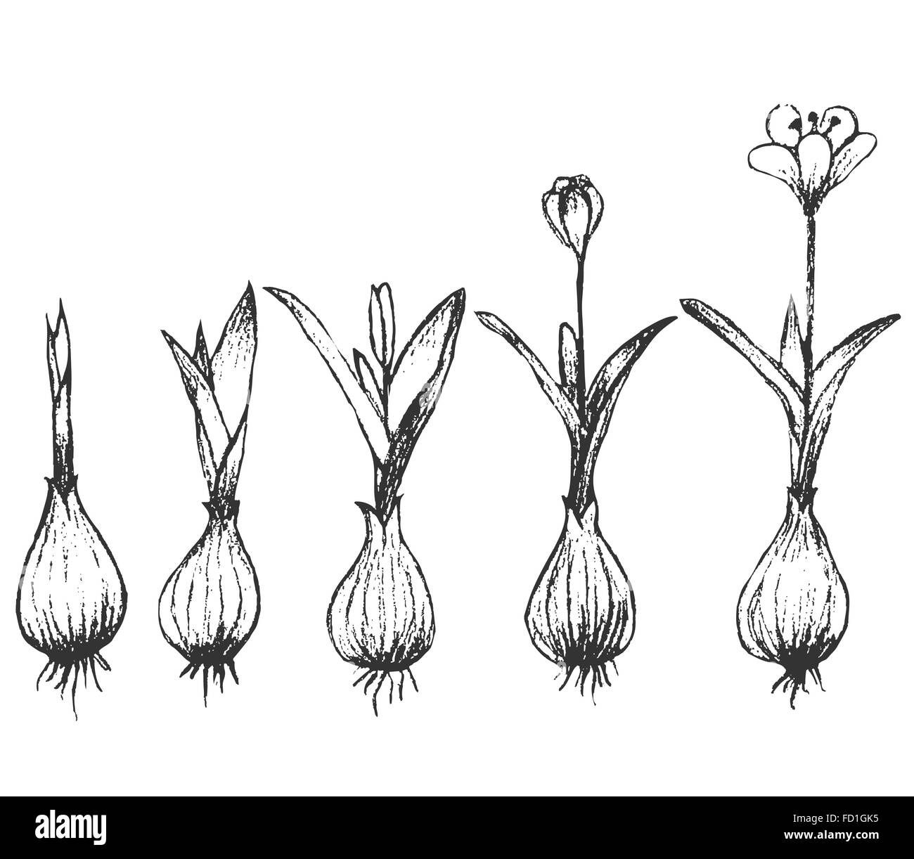 La germination des semences isolated on white Illustration de Vecteur