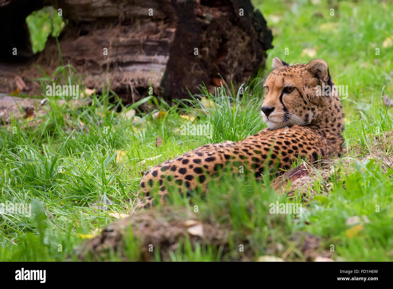 Le guépard se reposant dans la nature Banque D'Images Le guépard se reposant dans la nature Banque D'Images