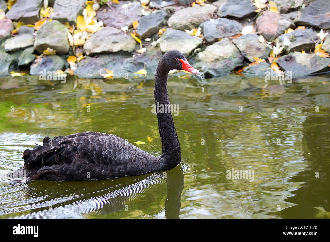 Black Swan sur l'eau Banque D'Images Black Swan sur l'eau Banque D'Images