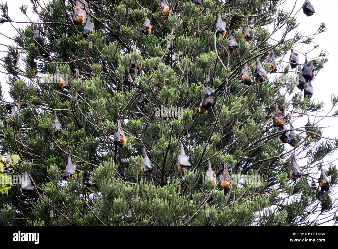 La suspension des chauves souris sur un grand arbre dans le parc du jardin botanique de Peradeniya 5.5km à l'ouest de Kandy au Sri Lanka Banque D'Images