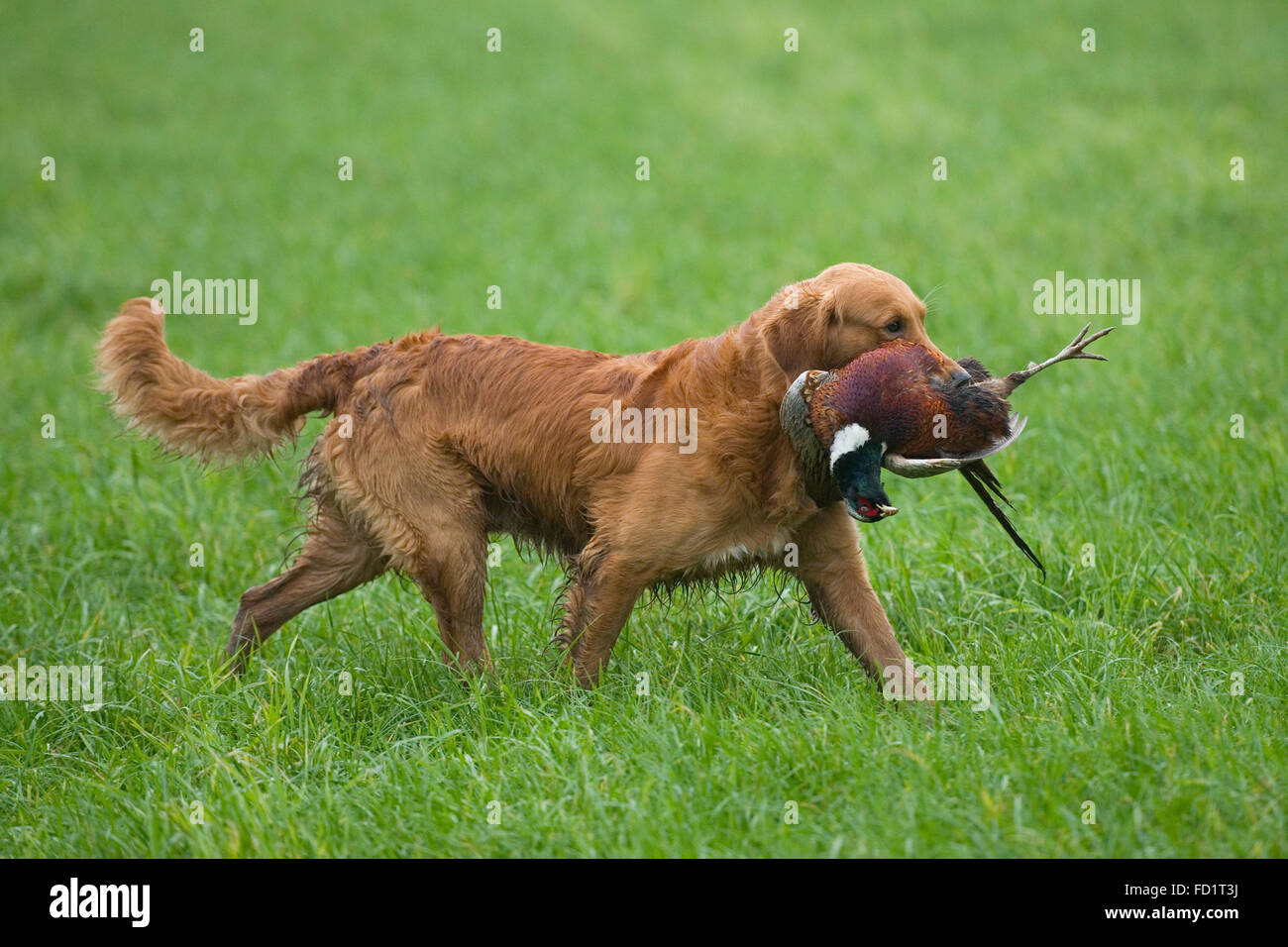 Golden retriever de l'extraction d'un faisan. Banque D'Images