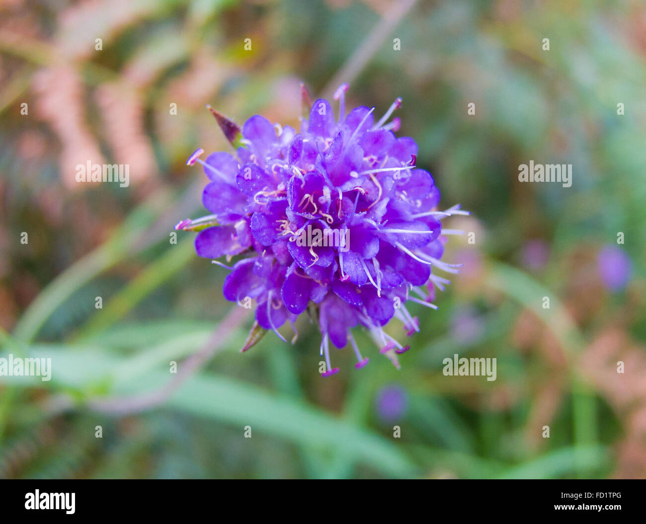 Devil's Bit Scabious ( Succisa pratensis ) en fleur, UK Banque D'Images