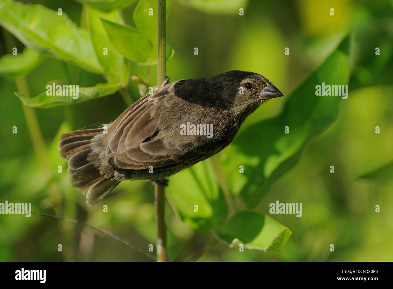 Arbre moyen finch (Camarhynchus pauper) de l'île Isabela, Galapagos, Equateur. Banque D'Images
