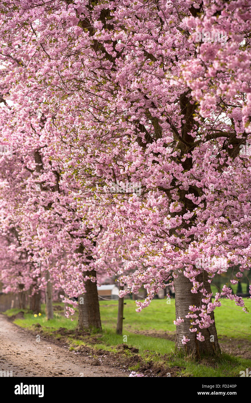 L'Europe, l'Allemagne, en Rhénanie du Nord-Westphalie, abloom cerisiers japonais (lat. Prunus serrulata) près de Sprockhoevel. Banque D'Images