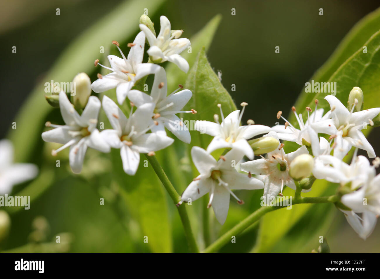 Ehretia laevis, arbuste ou petit arbre à feuilles caduques de Boraginaceae avec suborbicular feuilles, fleurs blanches, fruits drupe rouge-orange Banque D'Images