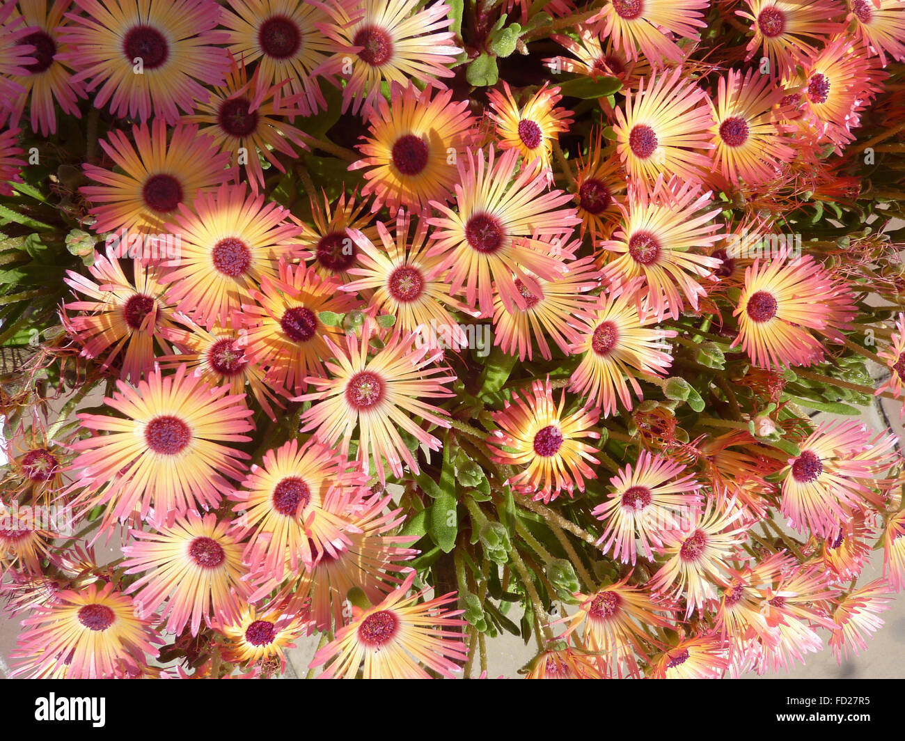 Mesembryanthemum bellidiformis, Livivingstone daisy, formant des tapis d'herbes ornementales populaires, glace linéaire parsemée de feuilles, de fleurs Banque D'Images