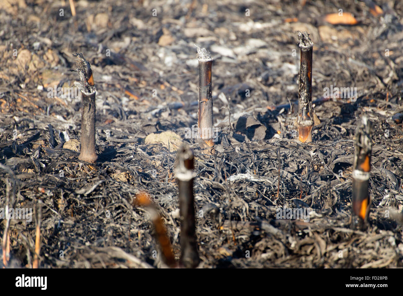 Incendie dans le champ après la récolte. Le feu sur le champ de maïs sec Close Up avec beaucoup de fumée. Risque d'incendie et ses conséquences. Banque D'Images