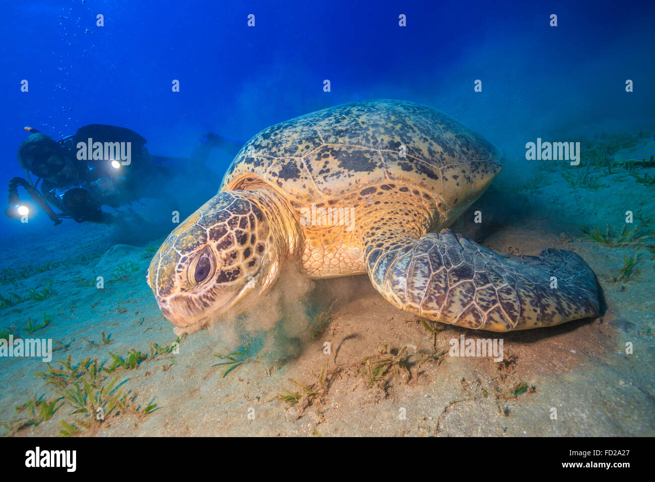 Abu, l'activité, des animaux, des tortues, l'arrière-plan, beau, beauté, bleu, chelonia, couleur, coloré, Coral, dabbab, profonde, plongée, plongeur Banque D'Images