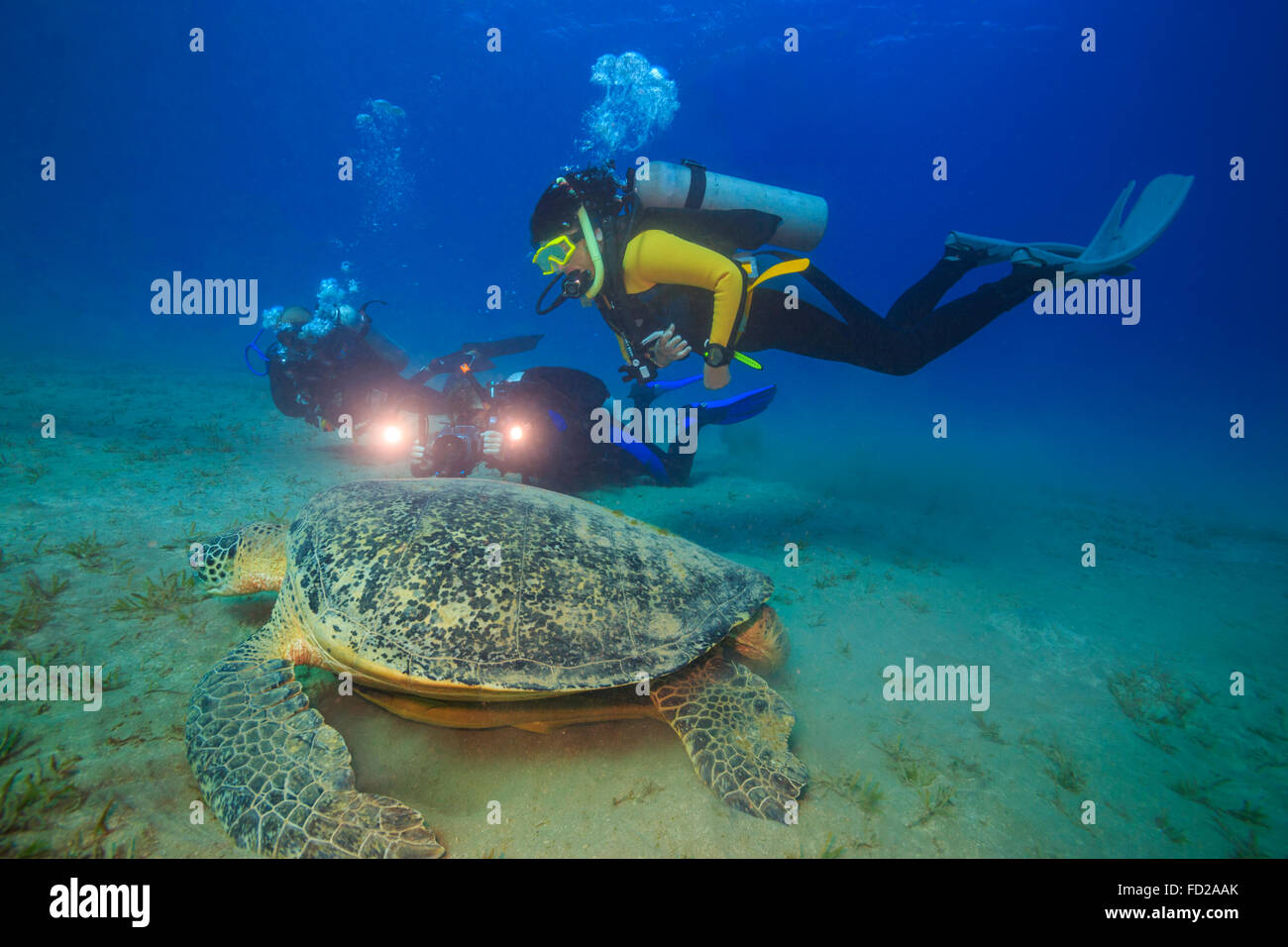 Abu, l'activité, des animaux, des tortues, l'arrière-plan, beau, beauté, bleu, chelonia, couleur, coloré, Coral, dabbab, profonde, plongée, plongeur Banque D'Images