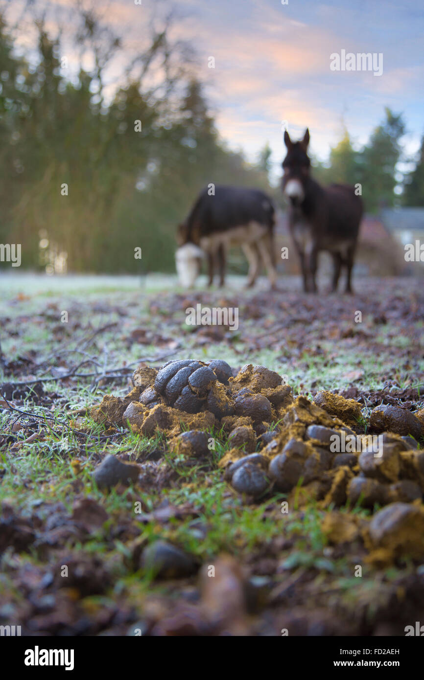 Pile Of Poo Banque D Image Et Photos Alamy
