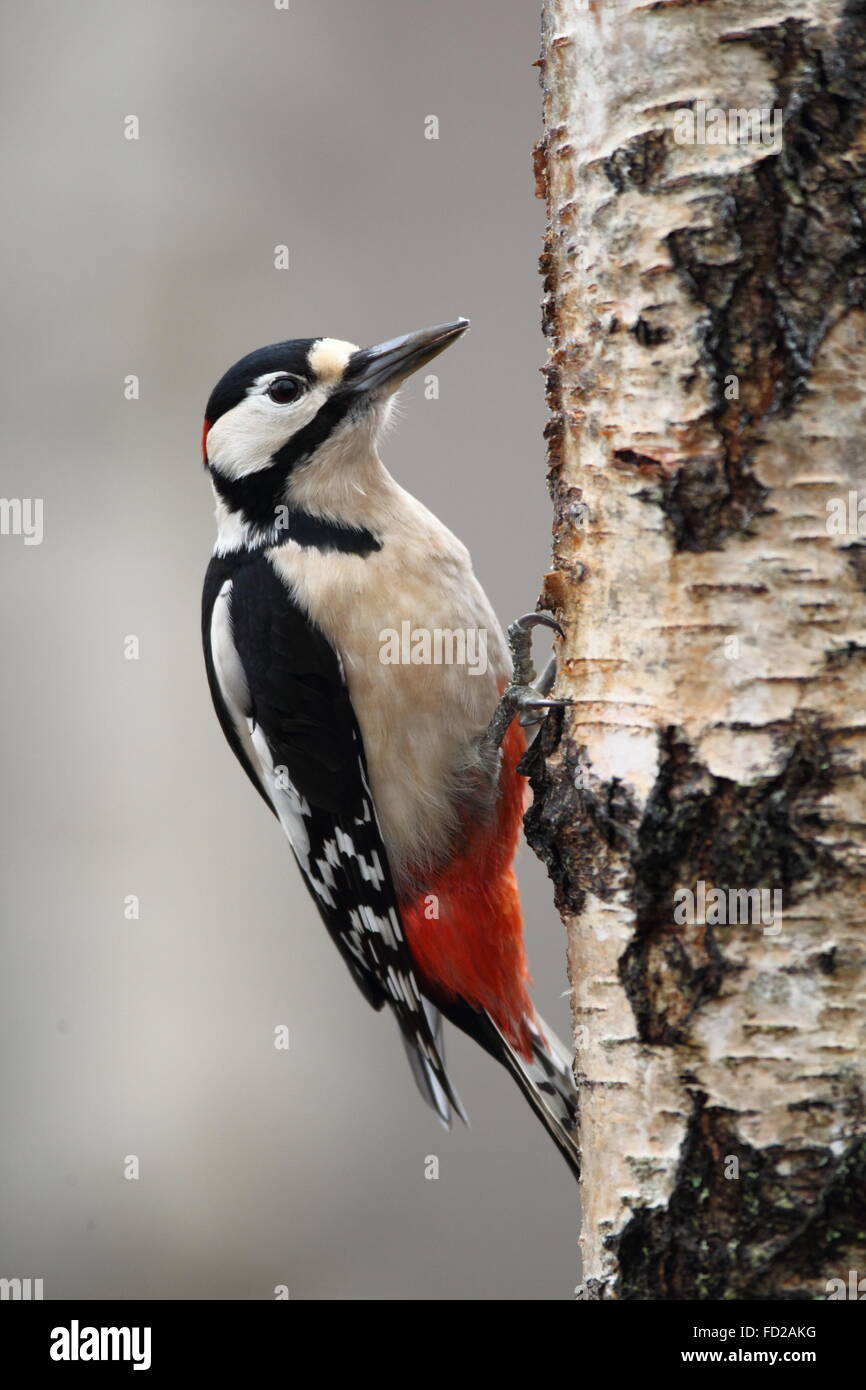 Great Spotted Woodpecker (Dendrocopos major) perché sur un tronc d'arbre bouleau argenté Parc National de Cairngorms Ecosse Banque D'Images