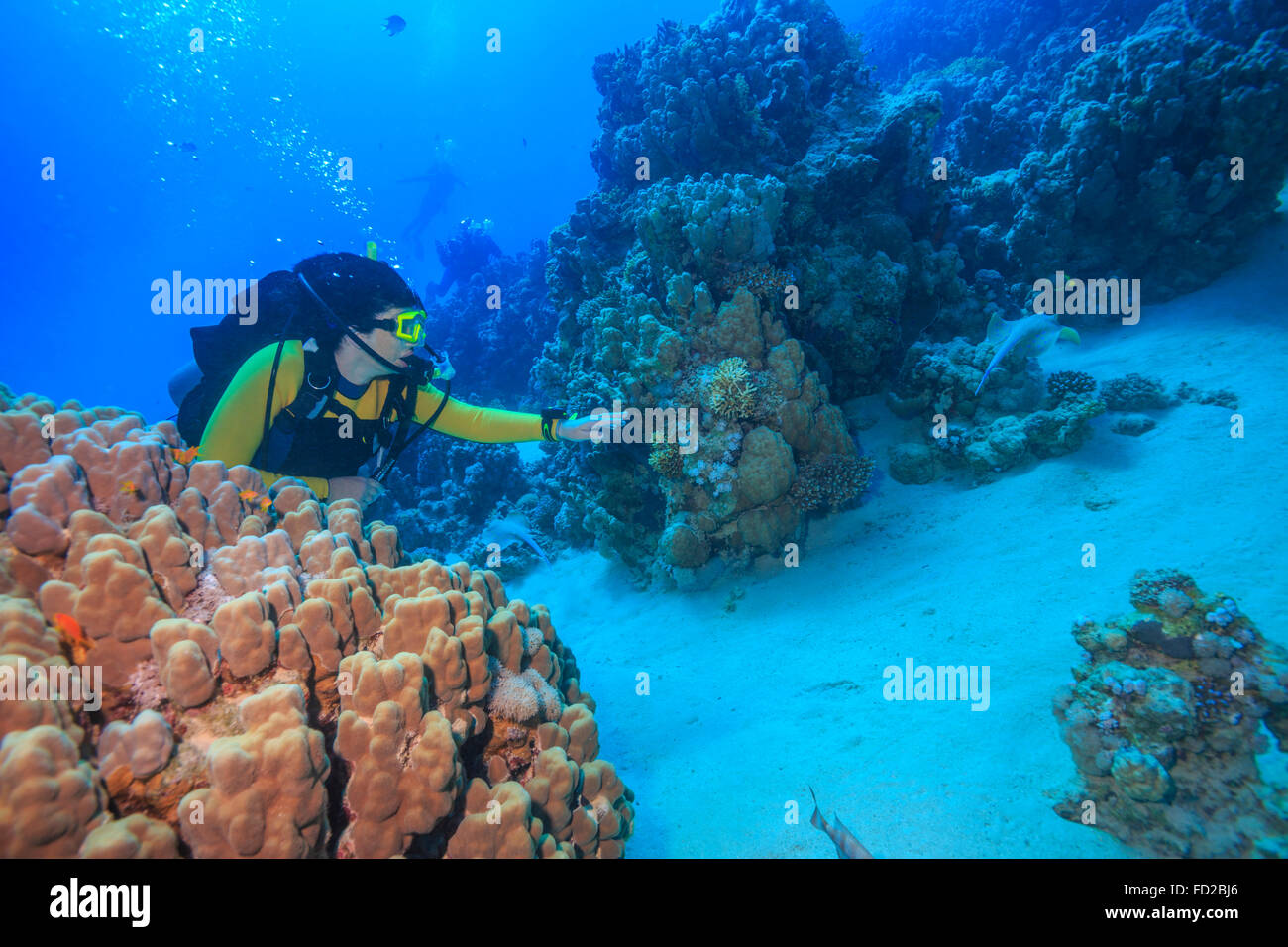 Plongée, plongeur, plongée sous-marine, corail, mer, corail, rouge, tropical, sous l'eau, poisson, océans, l'eau, marine, l'Égypte, de la nature, bleu, plongeurs, Banque D'Images