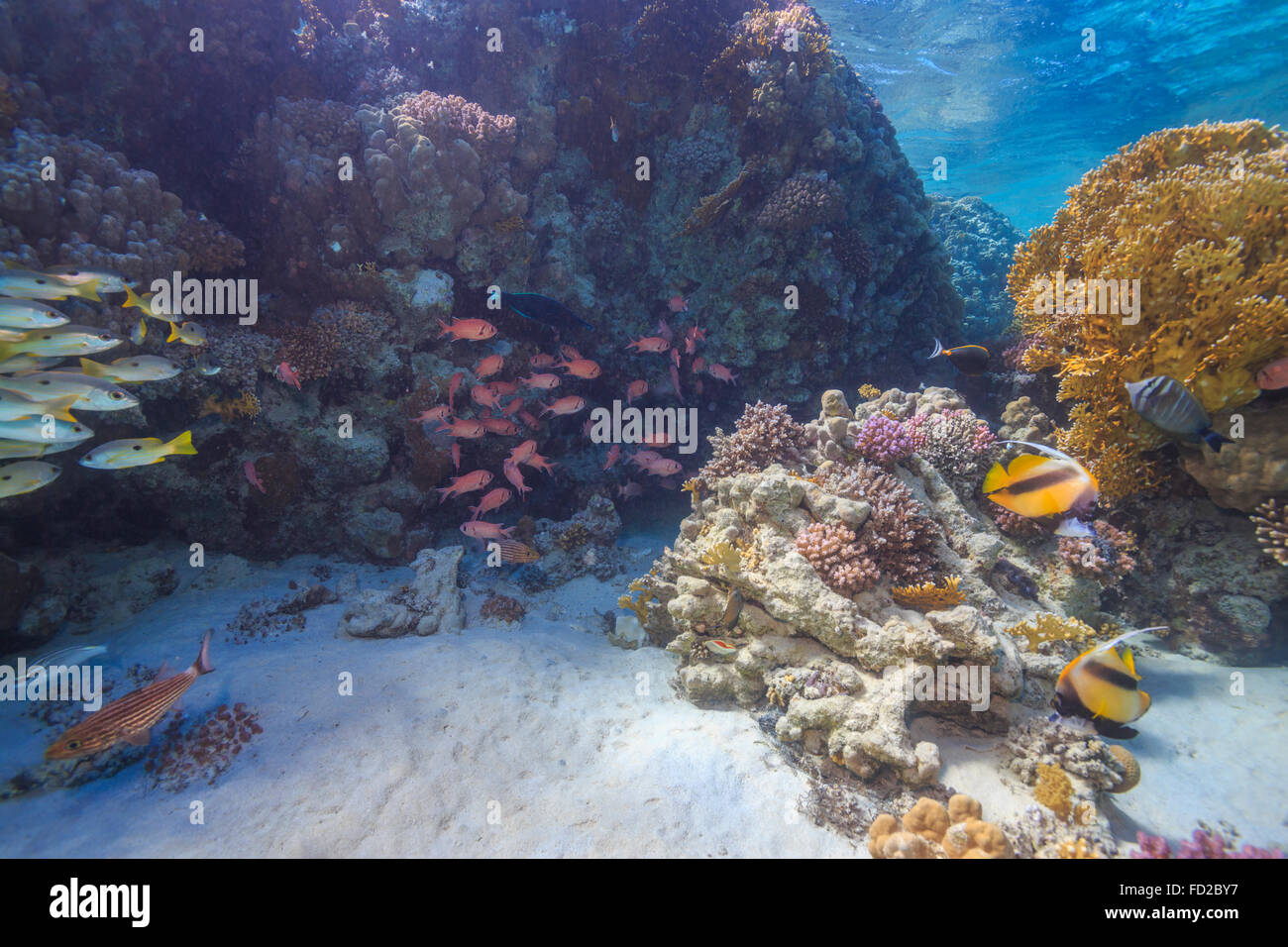 Aquatique, aquarium, fond, bleu, corail, coloré, profond, profondeur, plongeur, plongée, Egypte, exotique, poisson, poissons, paysage, Banque D'Images