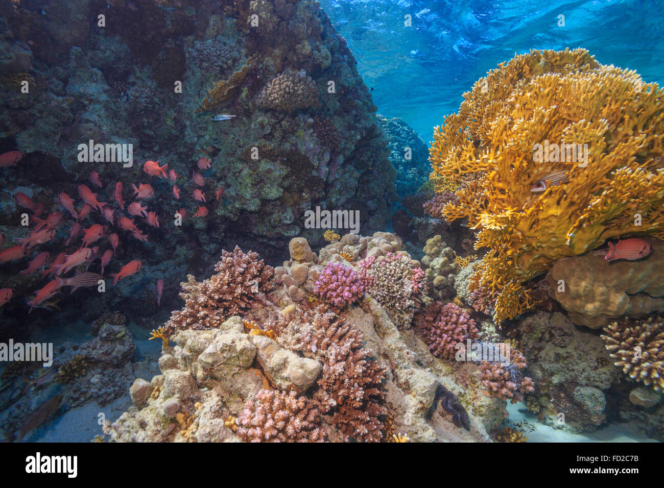 Aquatique, aquarium, fond, bleu, corail, coloré, profond, profondeur, plongeur, plongée, Egypte, exotique, poisson, poissons, le paysage, la vie, Banque D'Images