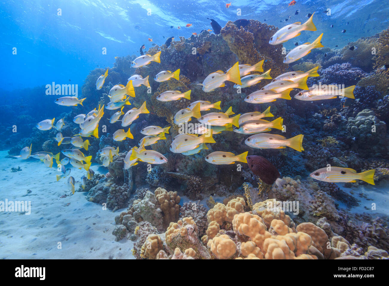 Aquatique, aquarium, fond, bleu, corail, coloré, profond, profondeur, plongeur, plongée, Egypte, exotique, poisson, poissons, le paysage, la vie, Banque D'Images