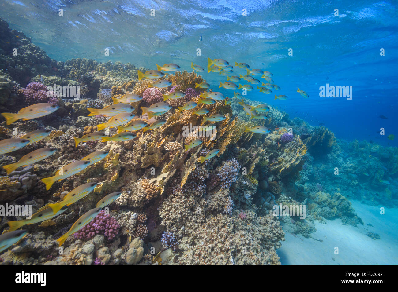 Aquatique, aquarium, fond, bleu, corail, coloré, profond, profondeur, plongeur, plongée, Egypte, exotique, poisson, poissons, le paysage, la vie, Banque D'Images