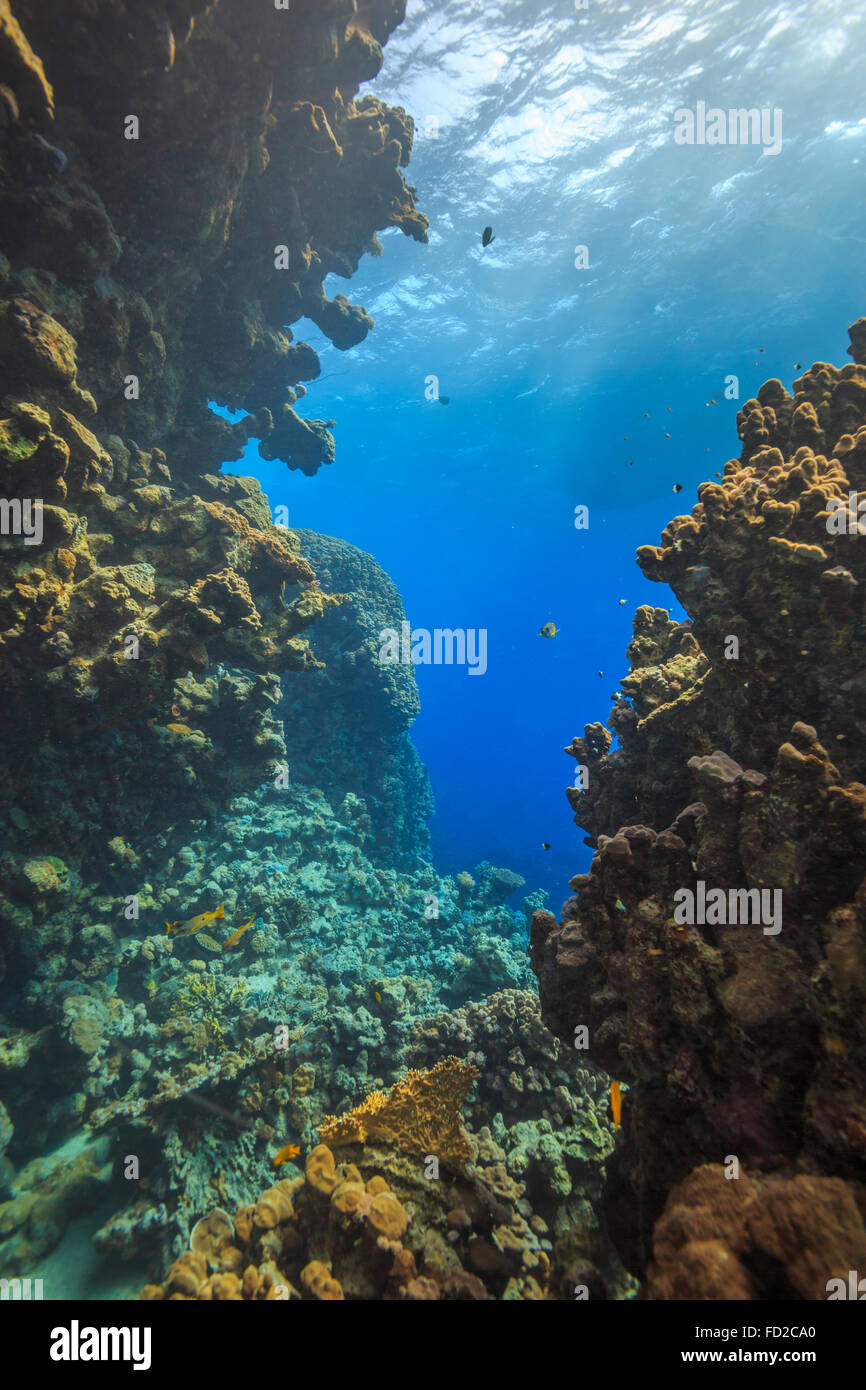 Aquatique, aquarium, fond, bleu, corail, coloré, profond, profondeur, plongeur, plongée, Egypte, exotique, poisson, poissons, paysage, Banque D'Images