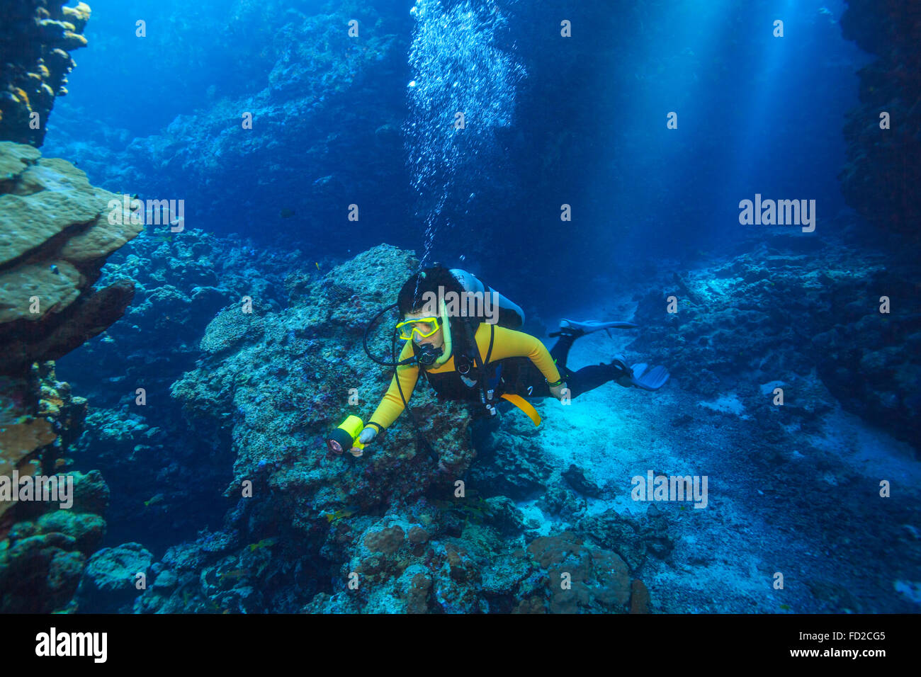 Plongée, plongeur, plongée sous-marine, corail, mer, corail, rouge, tropical, sous l'eau, poisson, océans, l'eau, marine, l'Égypte, de la nature, bleu, plongeurs, Banque D'Images