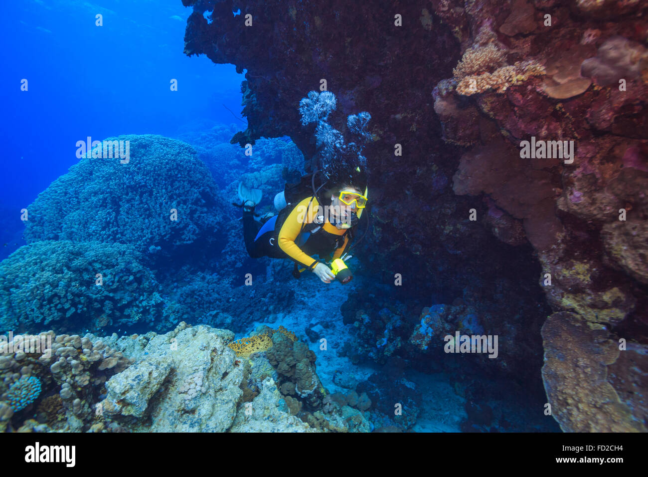 Plongée, plongeur, plongée sous-marine, corail, mer, corail, rouge, tropical, sous l'eau, poisson, océans, l'eau, marine, l'Égypte, de la nature, bleu, plongeurs, Banque D'Images