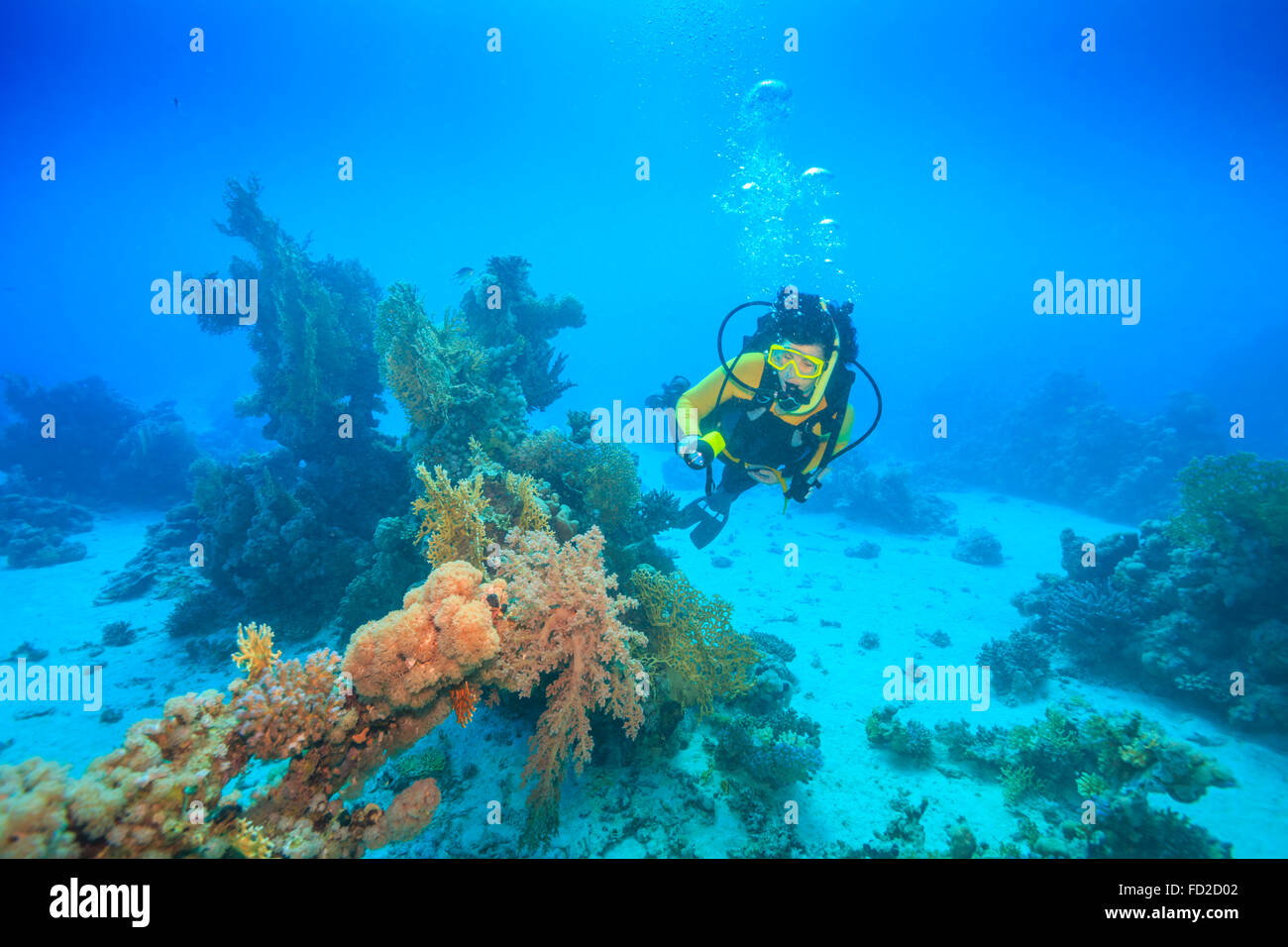 Aventure, aqua, bleu, corail, profondeur de plongée, plongeur, l'Égypte, passe-temps, la vie, ocean, rouge, plongée, mer, sport, style, natation, sous l'eau Banque D'Images
