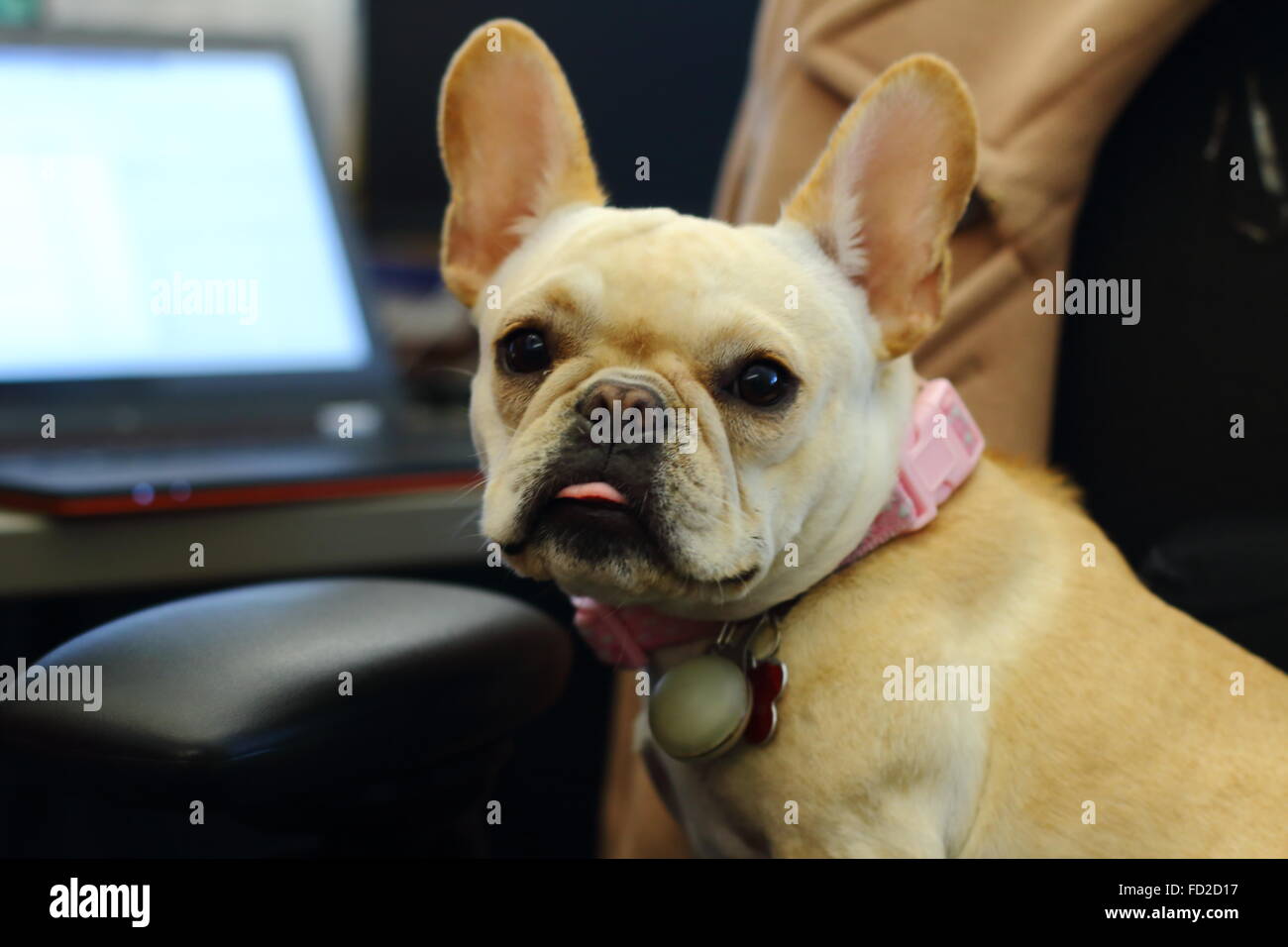 Travailler comme un chien. Banque D'Images