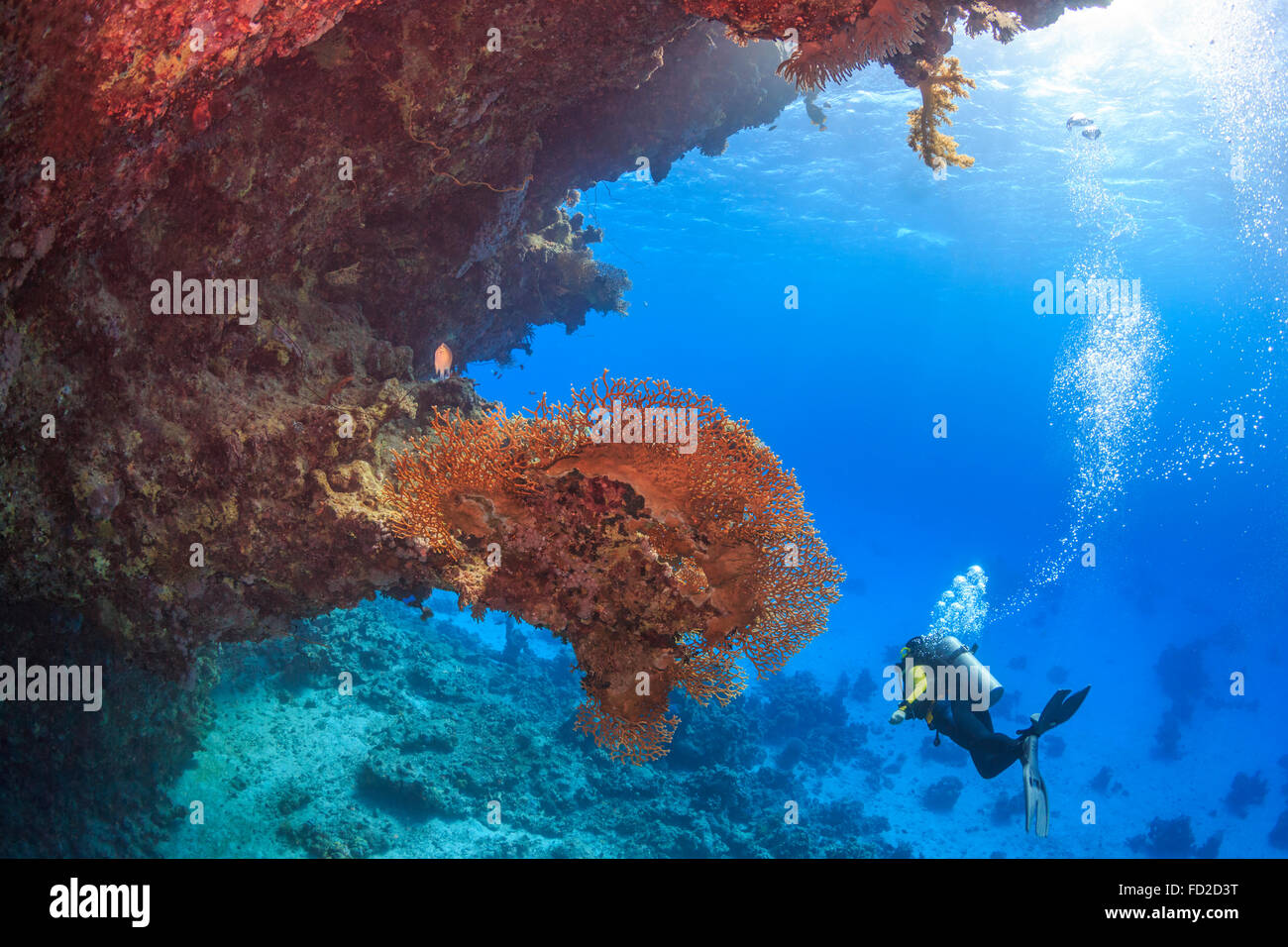 Plongée, plongeur, plongée sous-marine, corail, mer, corail, rouge, tropical, sous l'eau, poisson, océans, l'eau, marine, l'Égypte, de la nature, bleu, plongeurs, Banque D'Images