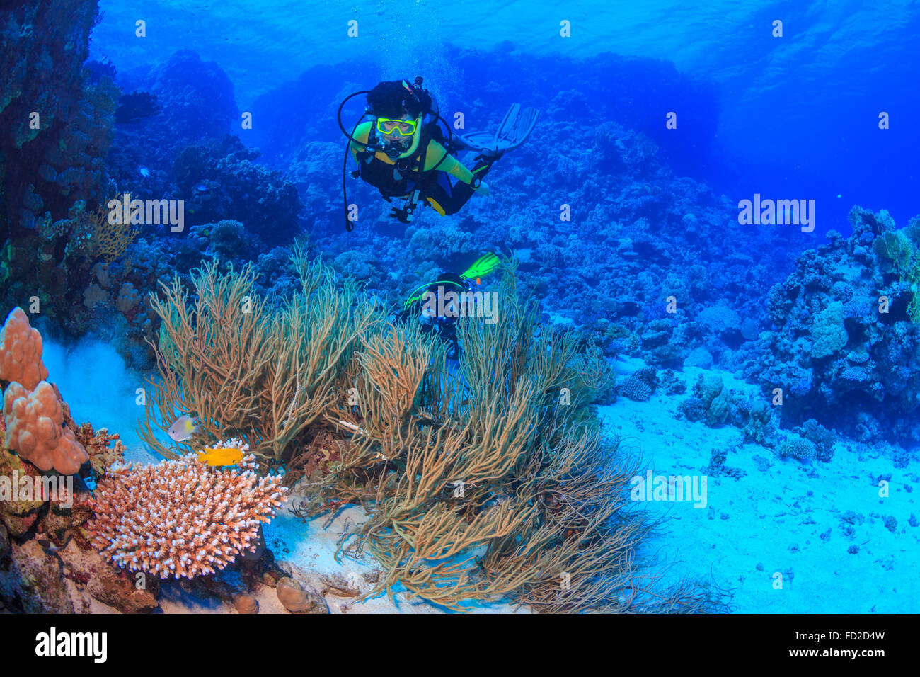 Plongée, plongeur, plongée sous-marine, corail, mer, corail, rouge, tropical, sous l'eau, poisson, océans, l'eau, marine, l'Égypte, de la nature, bleu, plongeurs, Banque D'Images