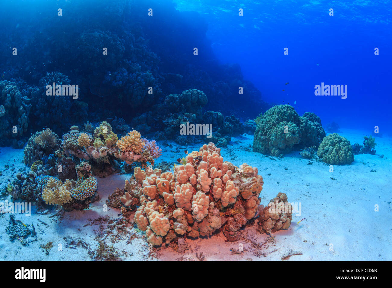 Aquatique, aquarium, fond, bleu, corail, coloré, profond, profondeur, plongeur, plongée, Egypte, exotique, poisson, poissons, le paysage, la vie, Banque D'Images