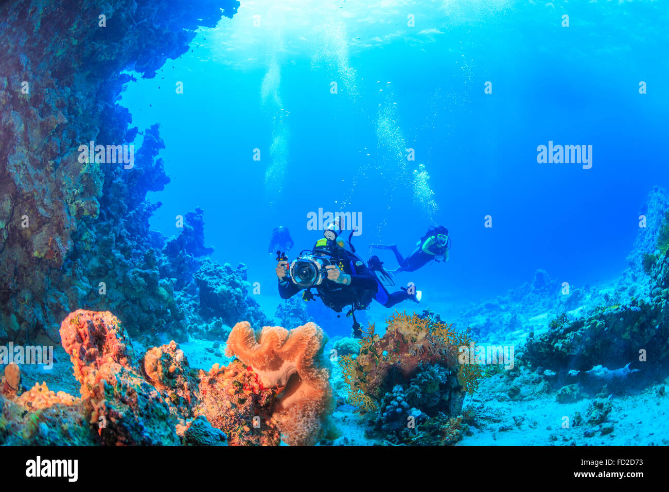 Aventure, aqua, bleu, corail, profondeur de plongée, plongeur, passe-temps, la vie, ocean, rouge, plongée, mer, sport, style, natation, sous l'eau, de l'eau Banque D'Images