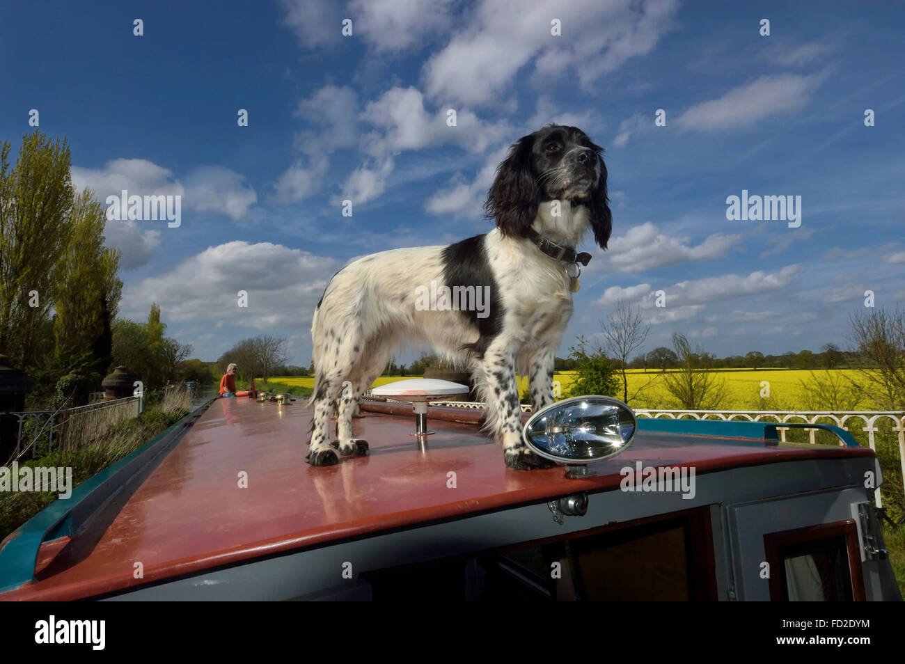 Un chien qui profite de la vie sur le toit d'un bateau à rames. Canal Shropshire Union. Shropshire. Angleterre. ROYAUME-UNI. Europe Banque D'Images