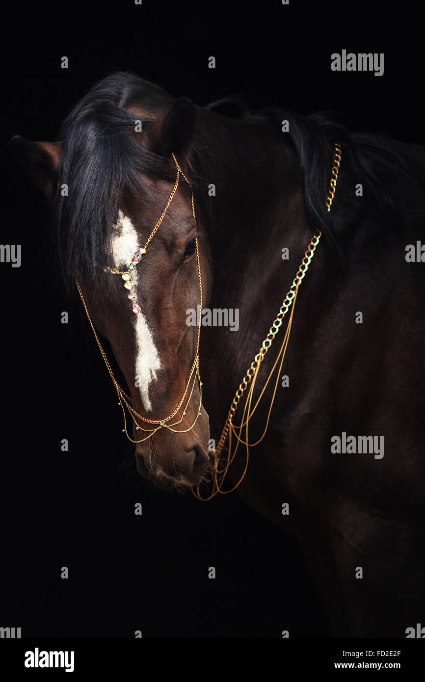 Bay stallion portrait isolé sur noir. Orlov trotter à cheval. Banque D'Images